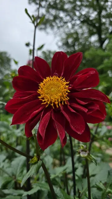 pexels.com foto af Dee Hunna: Dahlia knolde jord