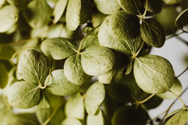 pexels.com foto af www.kaboompics.com: Tørre grønne kimplanter