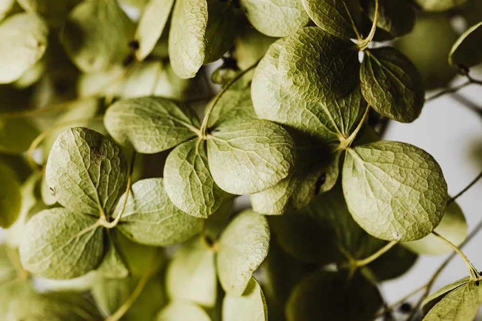 pexels.com foto af www.kaboompics.com: Tørre grønne kimplanter