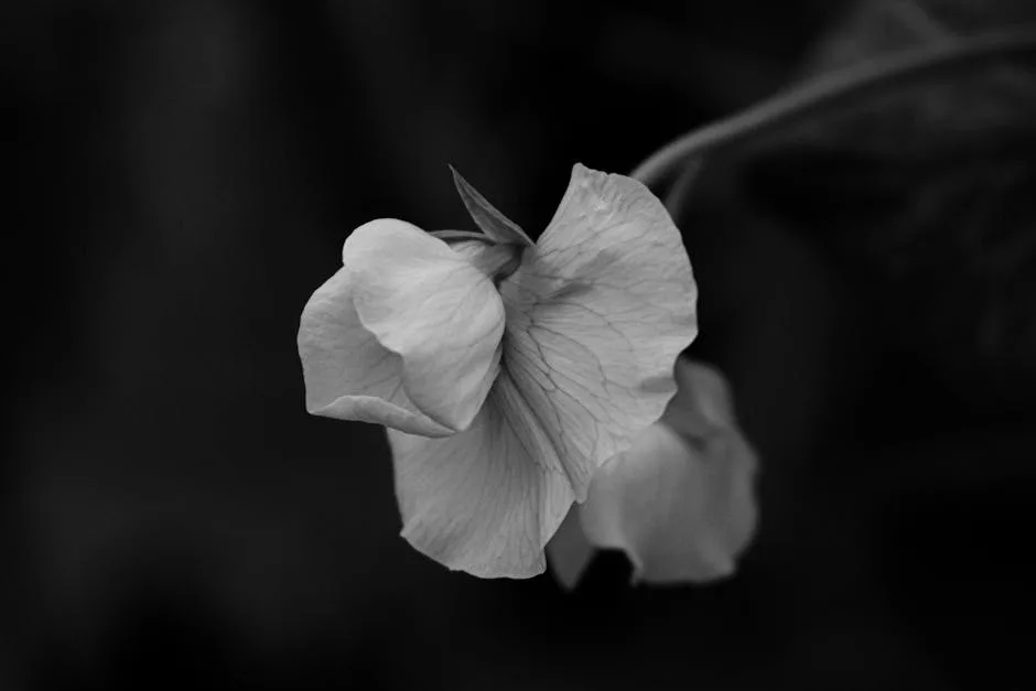 pexels.com foto af Yusuf Çelik: Tørre Lathyrus frø