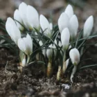 pexels.com foto af Nikolaeva Nastia: Lukkede krokus frost