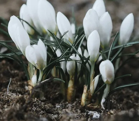 pexels.com foto af Nikolaeva Nastia: Lukkede krokus frost