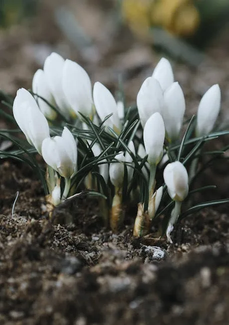 pexels.com foto af Nikolaeva Nastia: Lukkede krokus frost