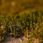 pexels.com foto af Lauri Poldre: Små grønne kimplanter