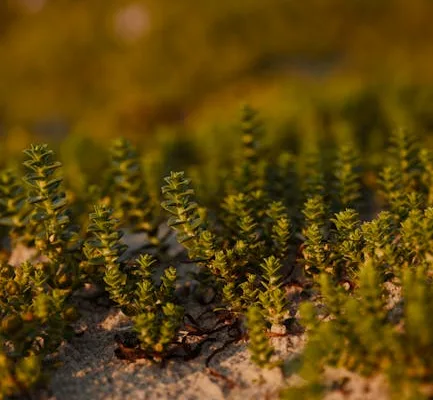 pexels.com foto af Lauri Poldre: Små grønne kimplanter