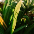 pexels.com foto af Stijn Dijkstra: Visnende grønne kimblade