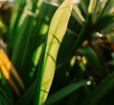 pexels.com foto af Stijn Dijkstra: Visnende grønne kimblade