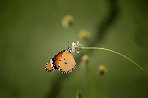 pexels.com foto af Viswaprem ca: Kinesisk pengeplante blad