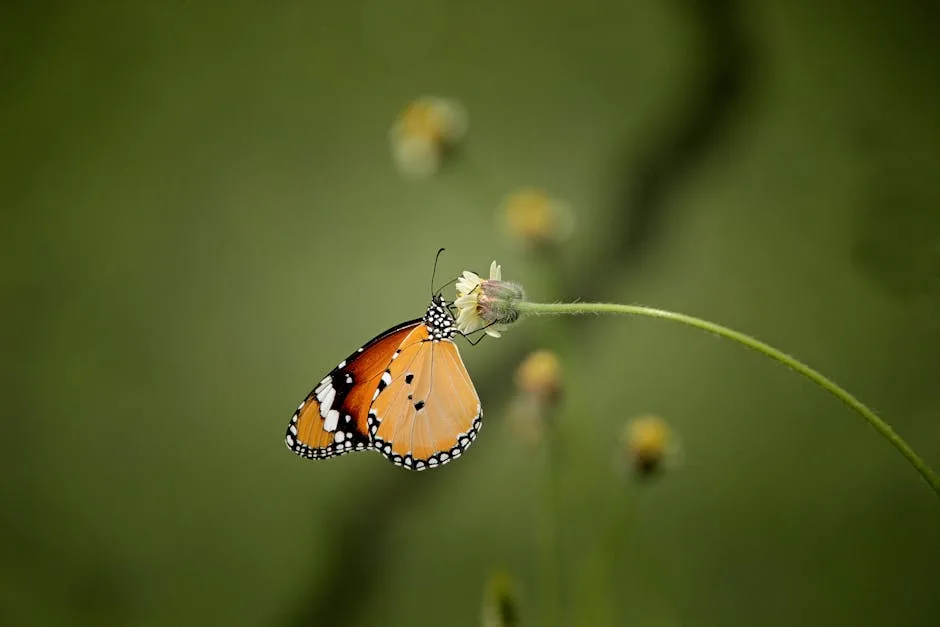 pexels.com foto af Viswaprem ca: Kinesisk pengeplante blad