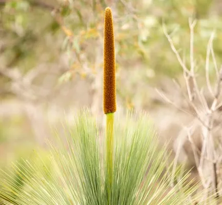 pexels.com foto af Matilda Iglesias: Sjælden australsk plante