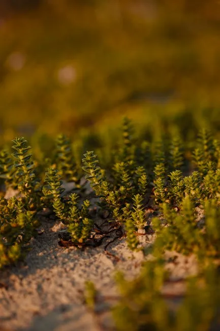 pexels.com foto af Lauri Poldre: Små grønne kimplanter