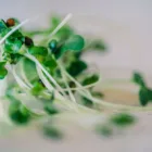 pexels.com foto af Jessica Lewis 🦋 thepaintedsquare: Spirende grønne salatfrø