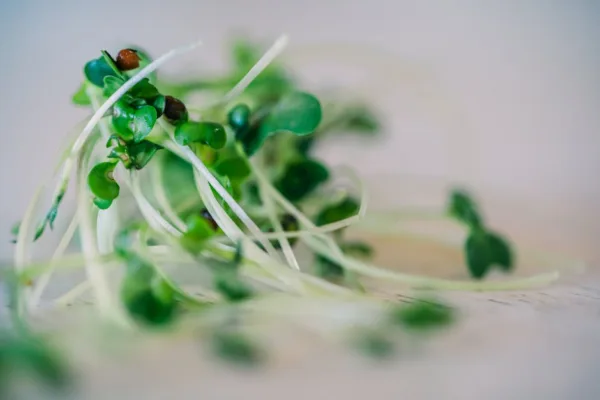 pexels.com foto af Jessica Lewis 🦋 thepaintedsquare: Spirende grønne salatfrø