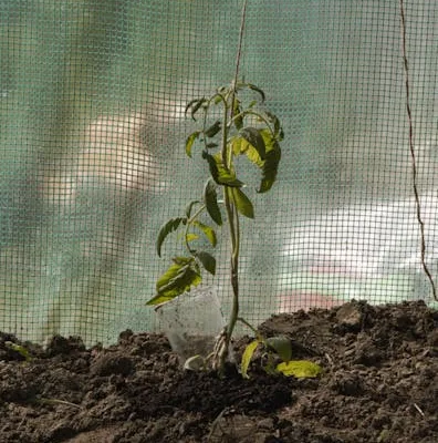 pexels.com foto af Dominika Mazur: Tomatplante under beskæring