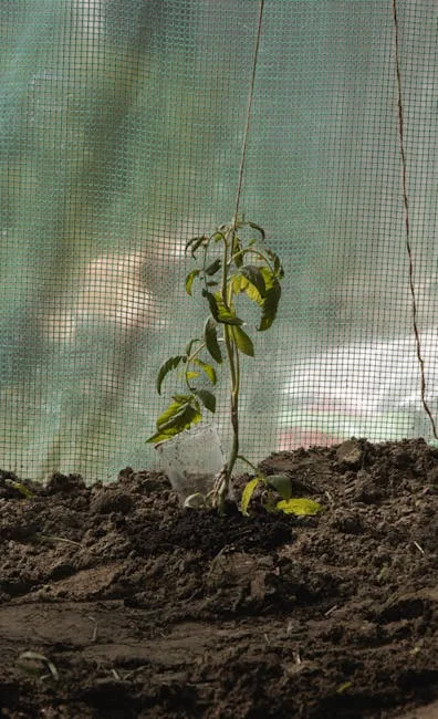 pexels.com foto af Dominika Mazur: Tomatplante under beskæring