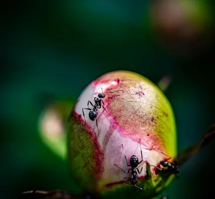 pexels.com foto af Jason Nelson: Myrer på pæonknop