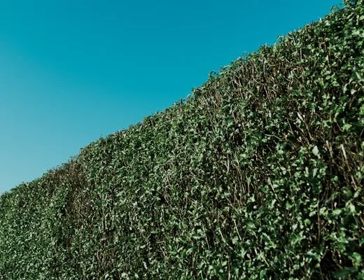 pexels.com foto af Harry Cooke: Grøn hæk beskæring