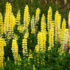 pexels.com foto af Jeffry Surianto: Lupiner skifter farve