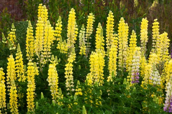 pexels.com foto af Jeffry Surianto: Lupiner skifter farve