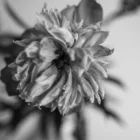 pexels.com foto af Nikita Nikitin: Flad deformeret blomst