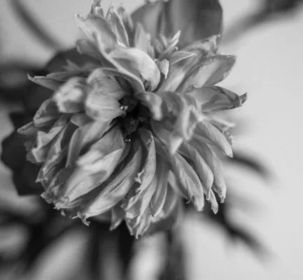 pexels.com foto af Nikita Nikitin: Flad deformeret blomst