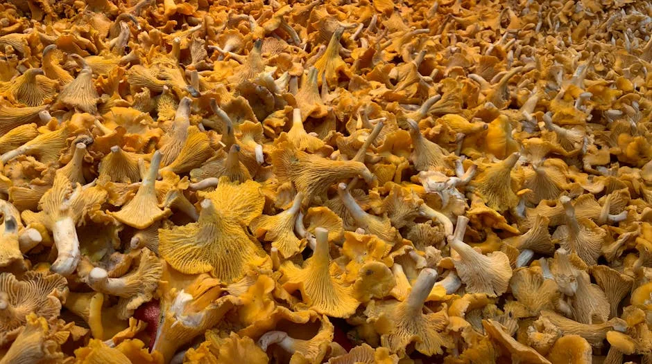 pexels.com foto af Paul Glaser: Gul græskarblomst forsommer