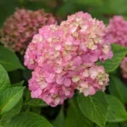 pexels.com foto af Krisdoesitall: Hortensia skifter farve
