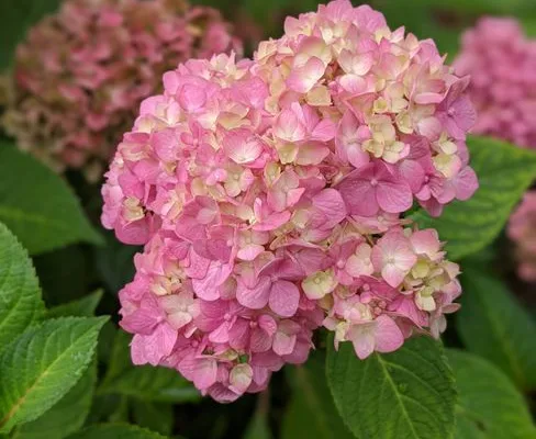 pexels.com foto af Krisdoesitall: Hortensia skifter farve