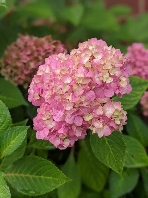 pexels.com foto af Krisdoesitall: Hortensia skifter farve