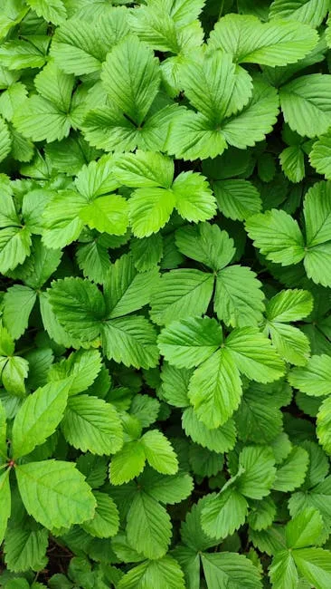 pexels.com foto af Jade Sandra: Grønne jordbærplanter udløbere