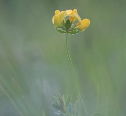 pexels.com foto af Nikola Tomašić: Aftensværmer bestøver blomst