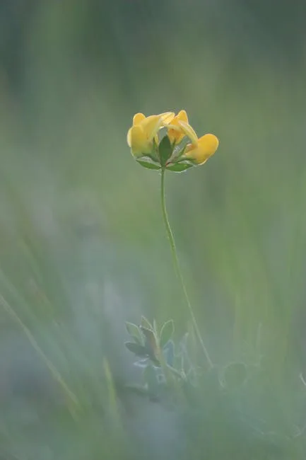 pexels.com foto af Nikola Tomašić: Aftensværmer bestøver blomst