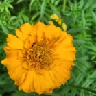 pexels.com foto af Jyoti Ranjan Behera: Tagetes mod nematoder