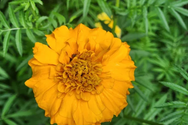 pexels.com foto af Jyoti Ranjan Behera: Tagetes mod nematoder