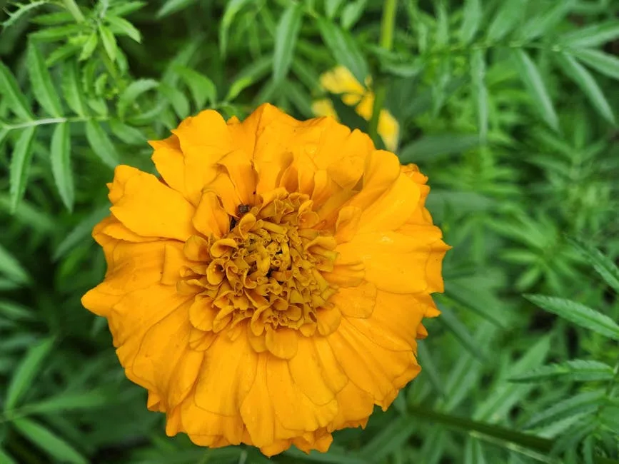 pexels.com foto af Jyoti Ranjan Behera: Tagetes mod nematoder