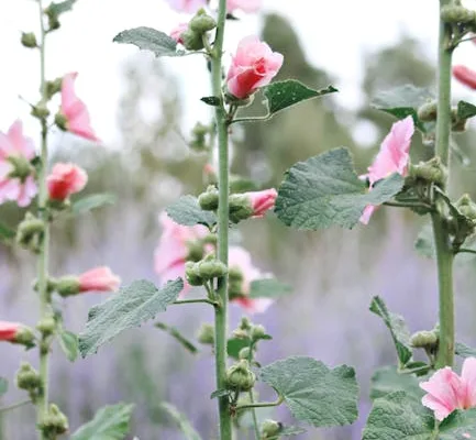 pexels.com foto af Madison Inouye: Botanisk rosetvækst stokroser