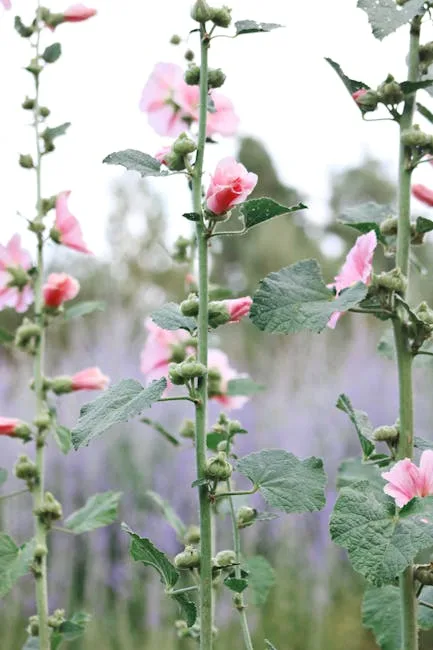 pexels.com foto af Madison Inouye: Botanisk rosetvækst stokroser