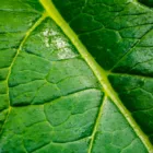 pexels.com foto af Michael Markhof: Grønt blad mikrobiom