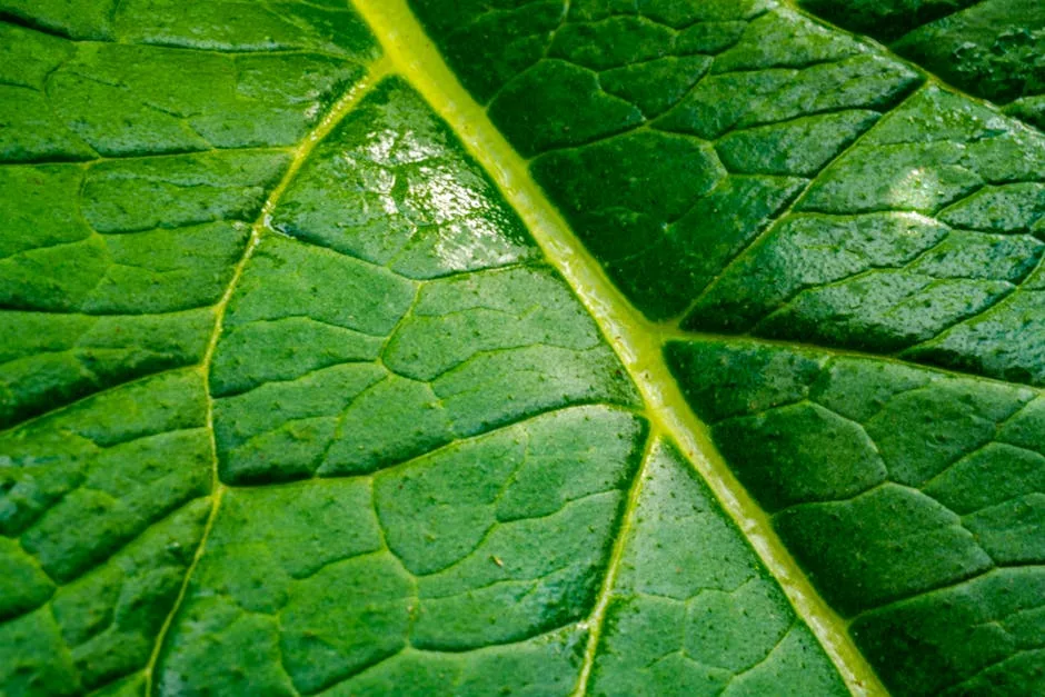 pexels.com foto af Michael Markhof: Grønt blad mikrobiom