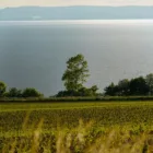 pexels.com foto af Damir K .: Majs under sommersol