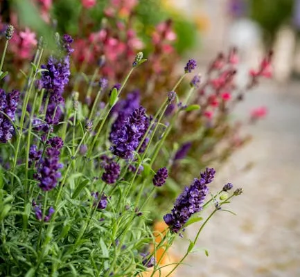 pexels.com foto af Gundula Vogel: Blomstrende overgangsplanter forsommer
