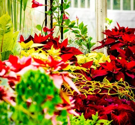 pexels.com foto af O Emmanuel: Farverige botaniske galler