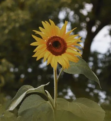 pexels.com foto af Dalia Al-Refai: Solsikke heliotropisme botanik