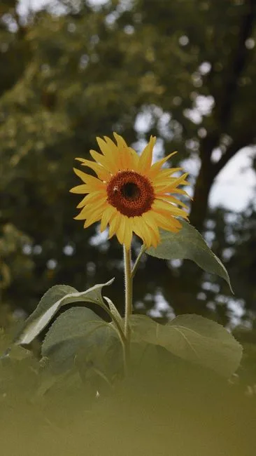 pexels.com foto af Dalia Al-Refai: Solsikke heliotropisme botanik