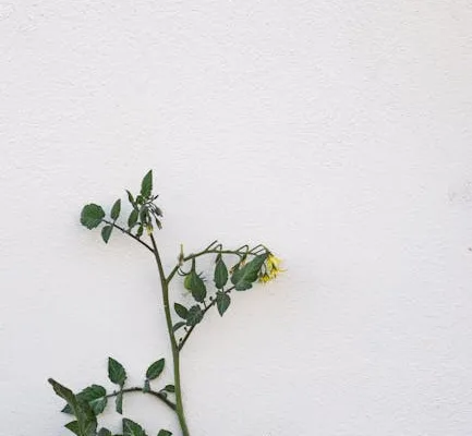 pexels.com foto af Anna Guerrero: Udtørret grøn tomatplante