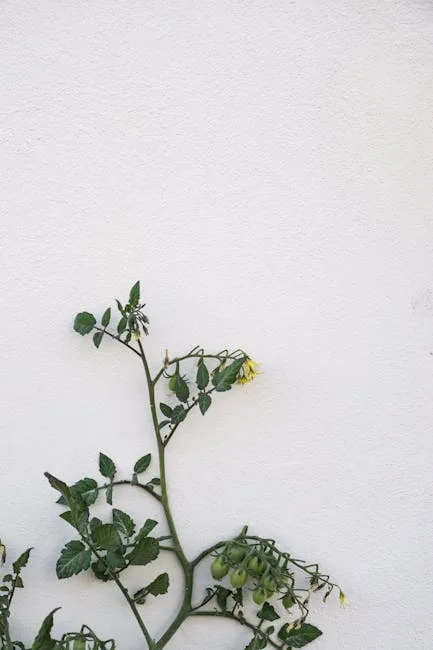 pexels.com foto af Anna Guerrero: Udtørret grøn tomatplante