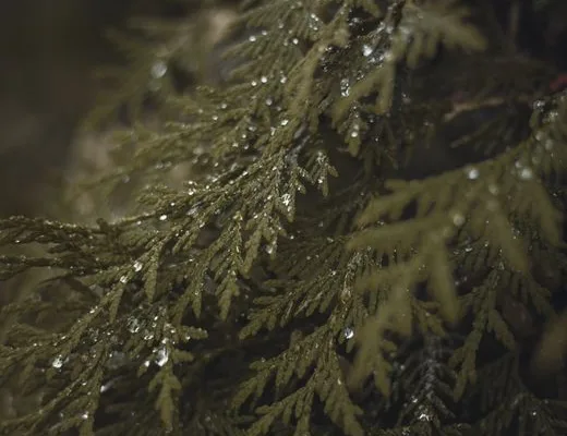 pexels.com foto af Stan Krotov: Grøn thuja hæk
