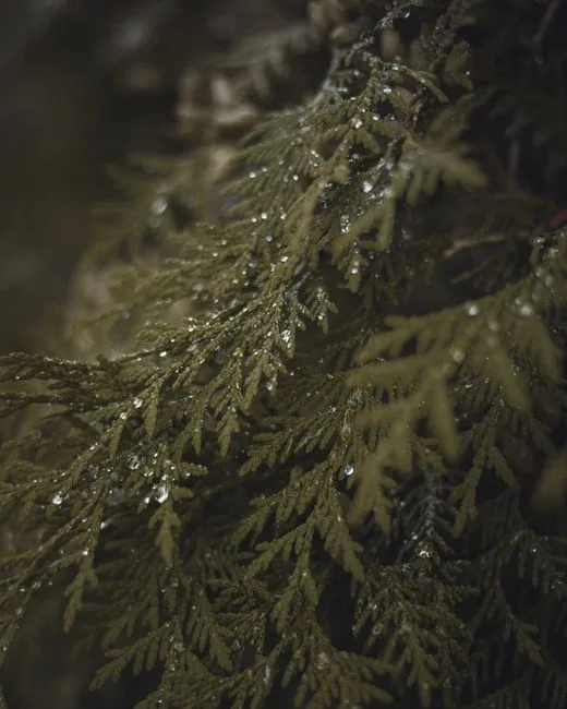 pexels.com foto af Stan Krotov: Thuja pollen spredning
