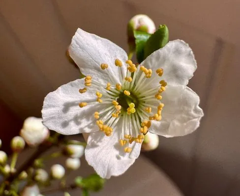 pexels.com foto af Kally Dru: Hvid hyldeblomst formiddag