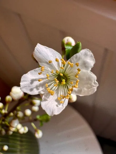 pexels.com foto af Kally Dru: Hvid hyldeblomst formiddag